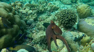 Swimming octopus - Reethi Beach Resort - December 2022