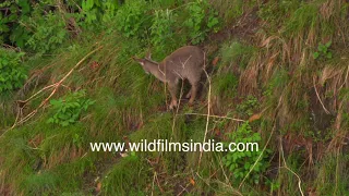 Himalayan wild mountain goat is at home on cliffs: Goral at wildfilmsindia sanctuary in Jabbarkhet