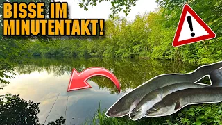 Aal angeln am kleinen See - Erfolgreich viele Aale im Frühsommer fangen 🤯 Tipps & Tricks 2024