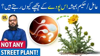 Satyanashi Booti Ke Rohani/Jismani Fayde | Mexican Prickly Poppy | Dr. Ibrahim