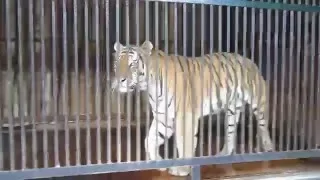 + 100500 Тигр обоссал посетителей