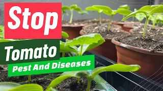 "How to Identify and Treat Common Tomato Pests and Diseases: A Complete Guide"