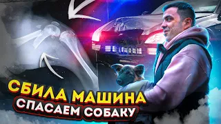 Щенка сбила машина и скрылась, оставив умирать. Сможет ли он снова ходить...