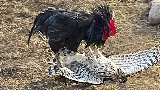 45 Moments The Eagle Didn't Know That The Rooster Was A Fighter!