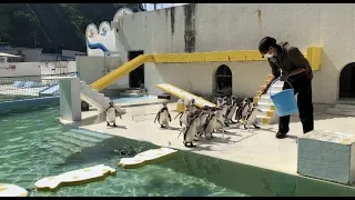 【おたる水族館】飼育員の言うことを聞かないペンギンショーが面白すぎたVol.2