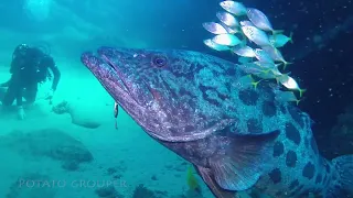 Diving Aliwal Shoal (South Africa), November 2022 - Part 1: fishes