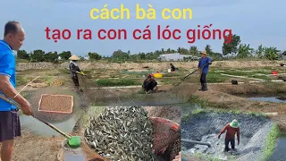 cá lóc giống được tạo ra. như thế này. mở cả nhà vào xem đầy đủ chi tiết.