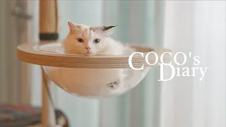 [VLOG] Coco's Diary : My cute kitty, It's 8℉ outside!