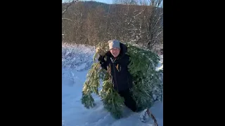 A-HA MORTEN HARKET DECEMBER 20 2022 CUTTING HIS CHRISTMAS TREE IN SNOW IN NORWAY #aha #mortenharket