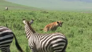 Safari Highlights 1: Attacking the Predator