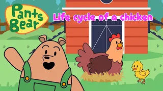Life Cycle of a Chicken | Fun Farm Adventure | #Pantsbear