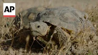 70 endangered desert tortoises reintroduced into wild