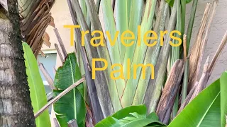 Travelers Palm Trimming Tips
