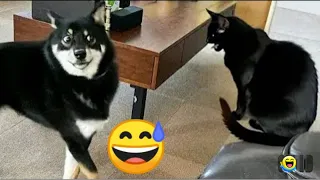 New Funny Animals 2023 😂 Funniest Cats and Dogs Ever 😹🐶 part 3