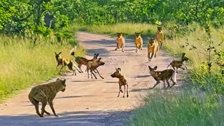 Lions Ambush Wild Dogs and Hyena