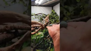 Hand feeding my Chameleon a juicy hornworm