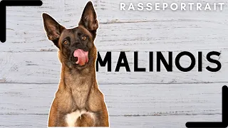 Malinois - Ursprung, Charakter, Haltung & Erziehung 💯