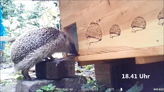 Igel beim Eingang von Igelhaus 2 mit Rattenklappe