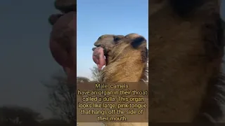 camel | camel video