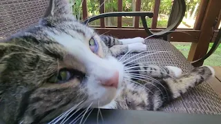 alpha cat says hi