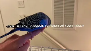 How to Teach Your Parakeet to Perch on your Finger