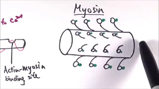 A2 Biology - Structure of the sliding filament model (OCR A Chapter 13.9-10)