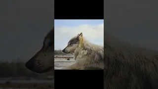 Wolf Howling