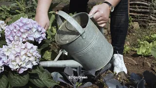 Person Watering Plants I Save Earth l Planting Trees for Life