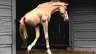 20 Horses That Are Born Only Once In 1000 Years