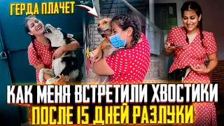 Как встретили мои Подобрыши меня с Москвы😱 Начался Хаос🙊Четырем подобрышам с Леса стало плохо🥺