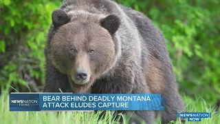 Grizzly bear behind deadly Montana attack eludes capture