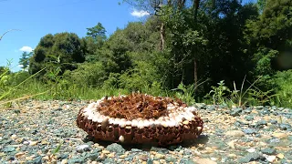 駆除したスズメバチの巣を野外に放置したらヤバいのが来た