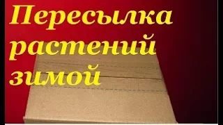 Упаковка растений зимой для пересылки.