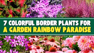 7 Colorful Border Plants That Will Make Your Garden a Rainbow Paradise 🌈🌸