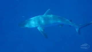 My encounter with 3 angry sharks