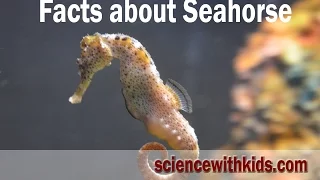 Facts about seahorse