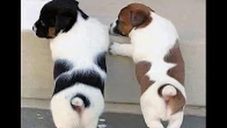 Wow! Animals never fail to make us laugh   Super funny animal compilation