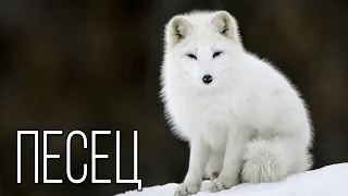 Arctic fox: Polar traveler | Interesting facts about the Arctic fox