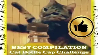 BEST COMPILATION: Cat Bottle Cap Challenge