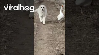 Goose Patrols With Guardian Dog || ViralHog