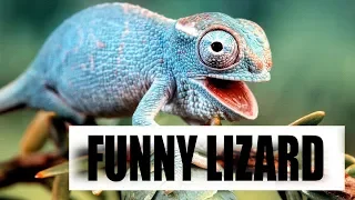 Funny and Cute Lizard/ Reptile | Try Not To Laugh Video 2018