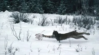 Удивительные моменты с РЫСЬЮ, снятые на видео