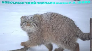 Котенок манулов вышел погулять. 19.12.2022