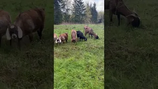 Nubian Goats sporting healthy winter coats. Enjoy and relax with the goats for a minute. #ASMR