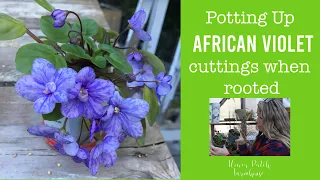Potting up African Violet rooted babies (from leaf cuttings)