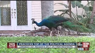 Peacocks are viewed as "beautiful nuisances" by some Longboat Key residents