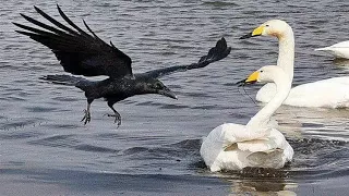 Смешной анекдот про перелётную ворону