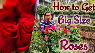 Nursery Secret of Getting Big Size Roses // Unique tips for Roses