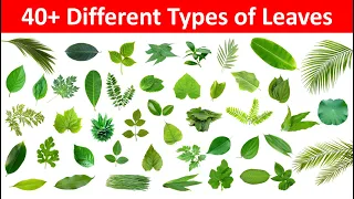 Leaves Name in English and Hindi | Different Types of Leaves with Name and Picture | Name of Leaves