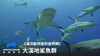 大溪地鯊魚牆！世界獨一無二的鯊魚天堂｜大溪地鯊魚群｜動物星球頻道